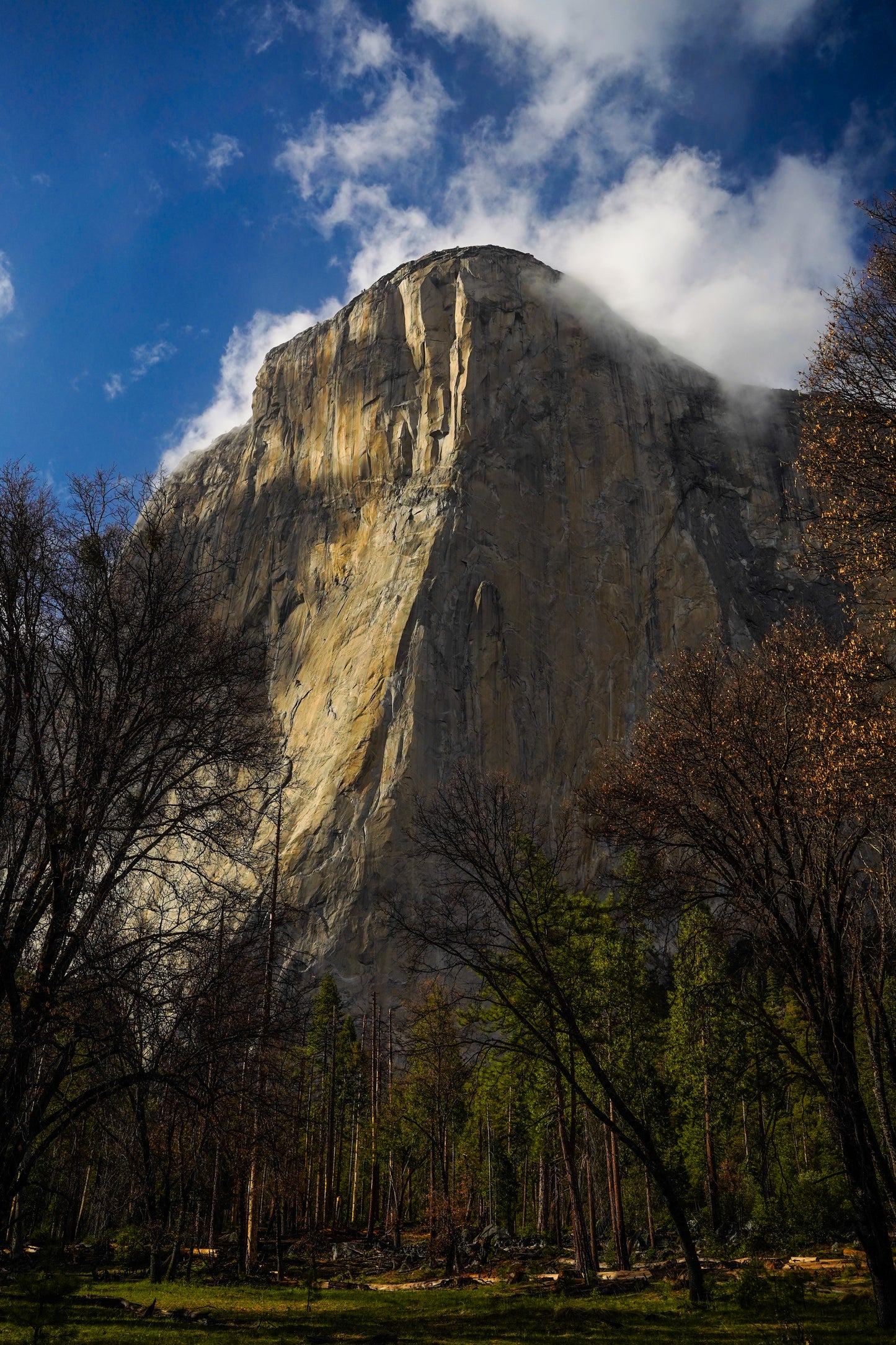 el cap print