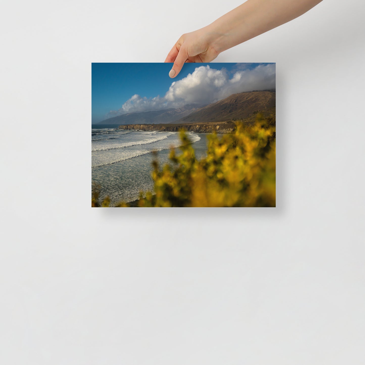 sand dollar beach print