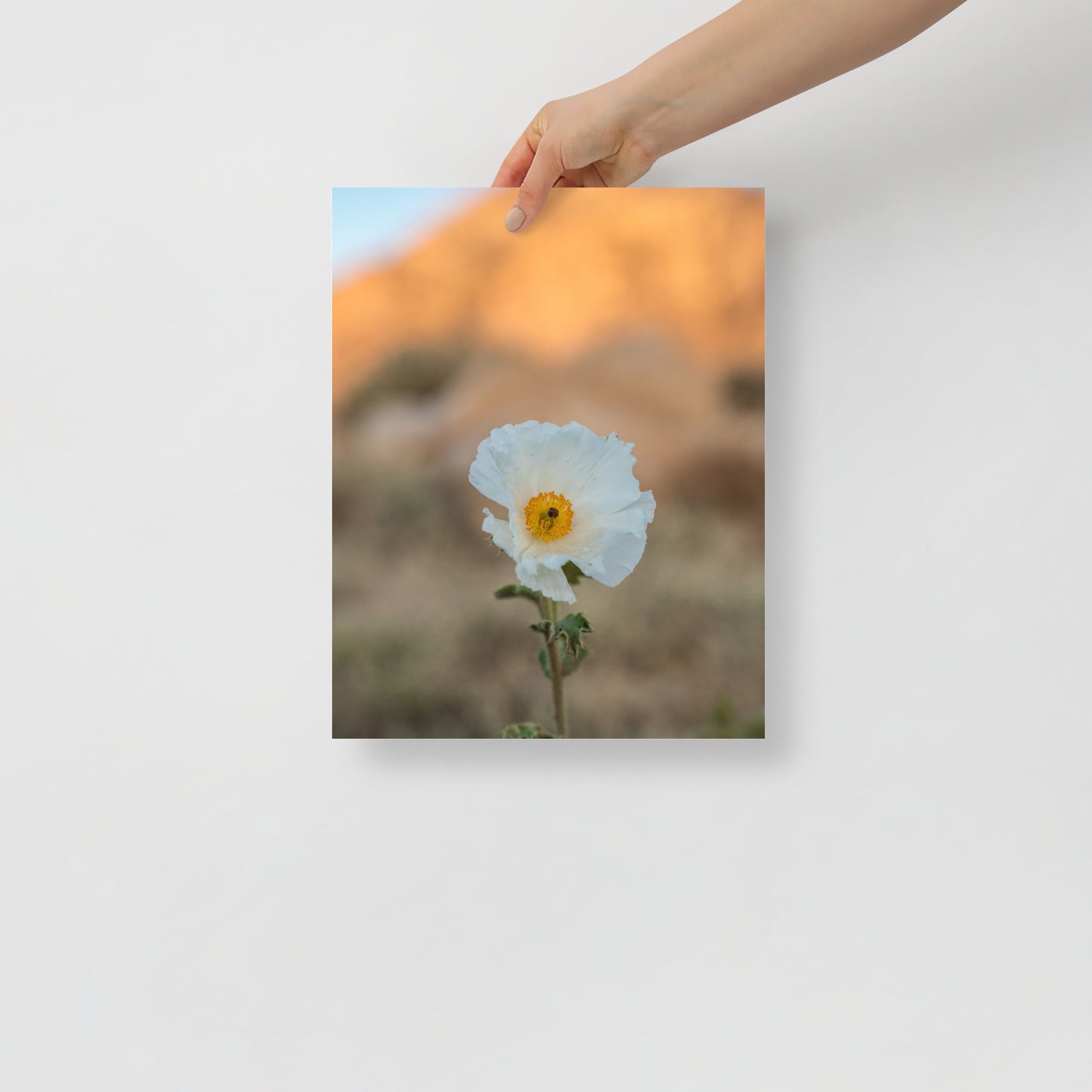 desert poppy