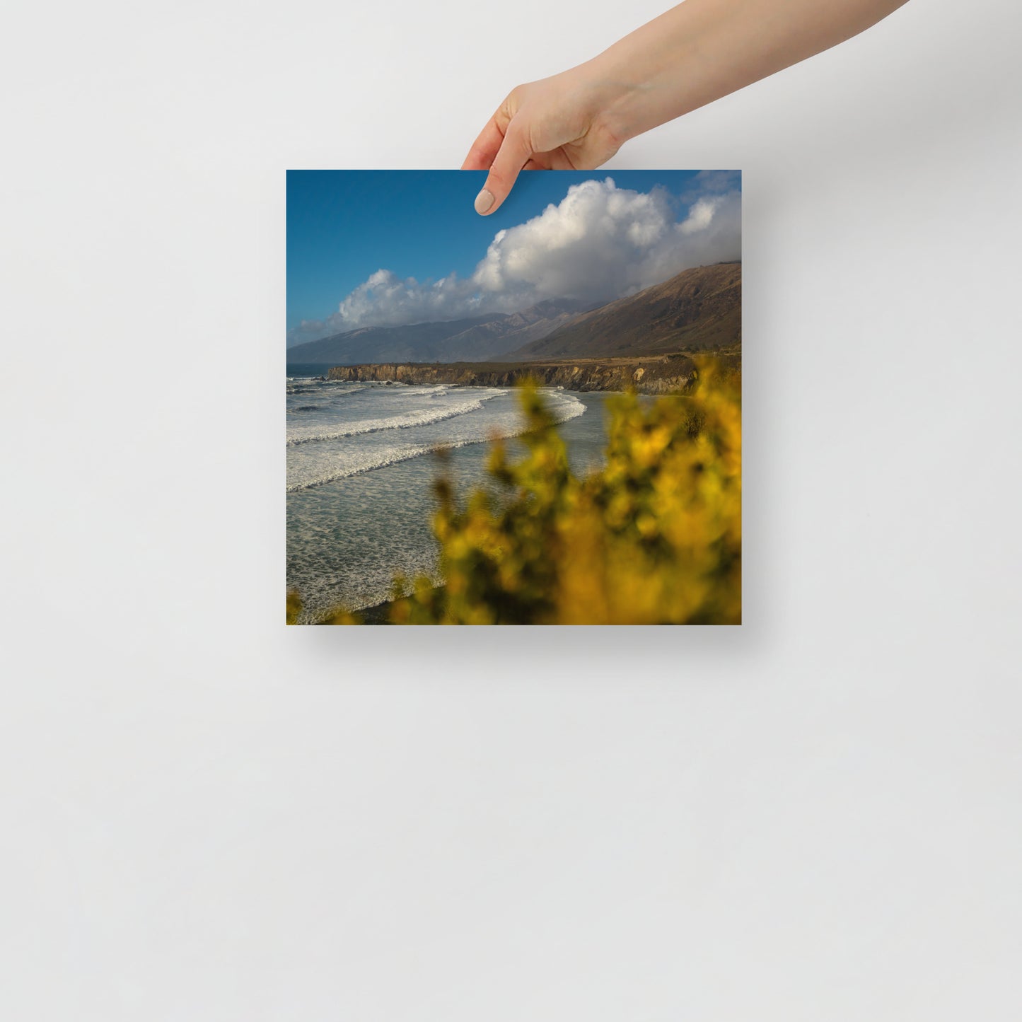 sand dollar beach print