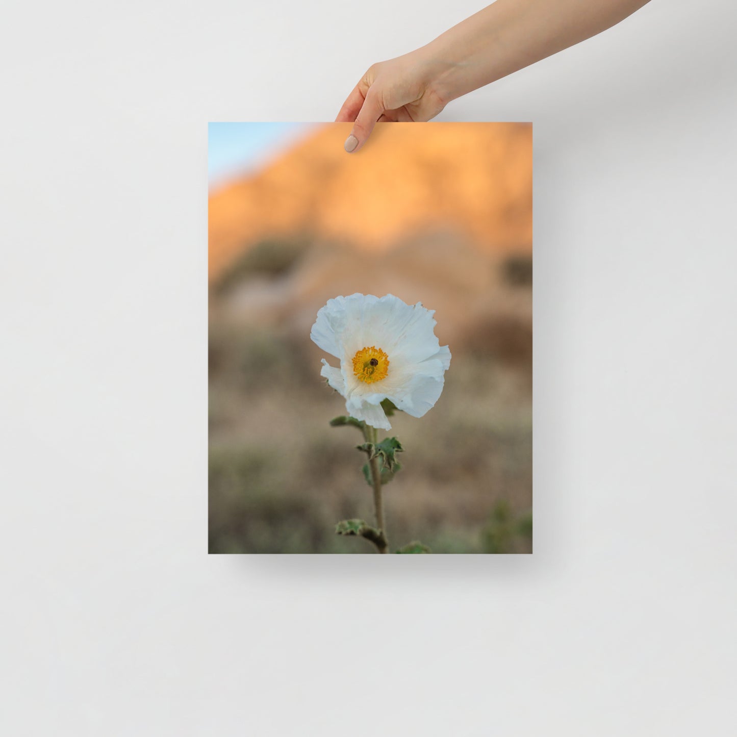 desert poppy