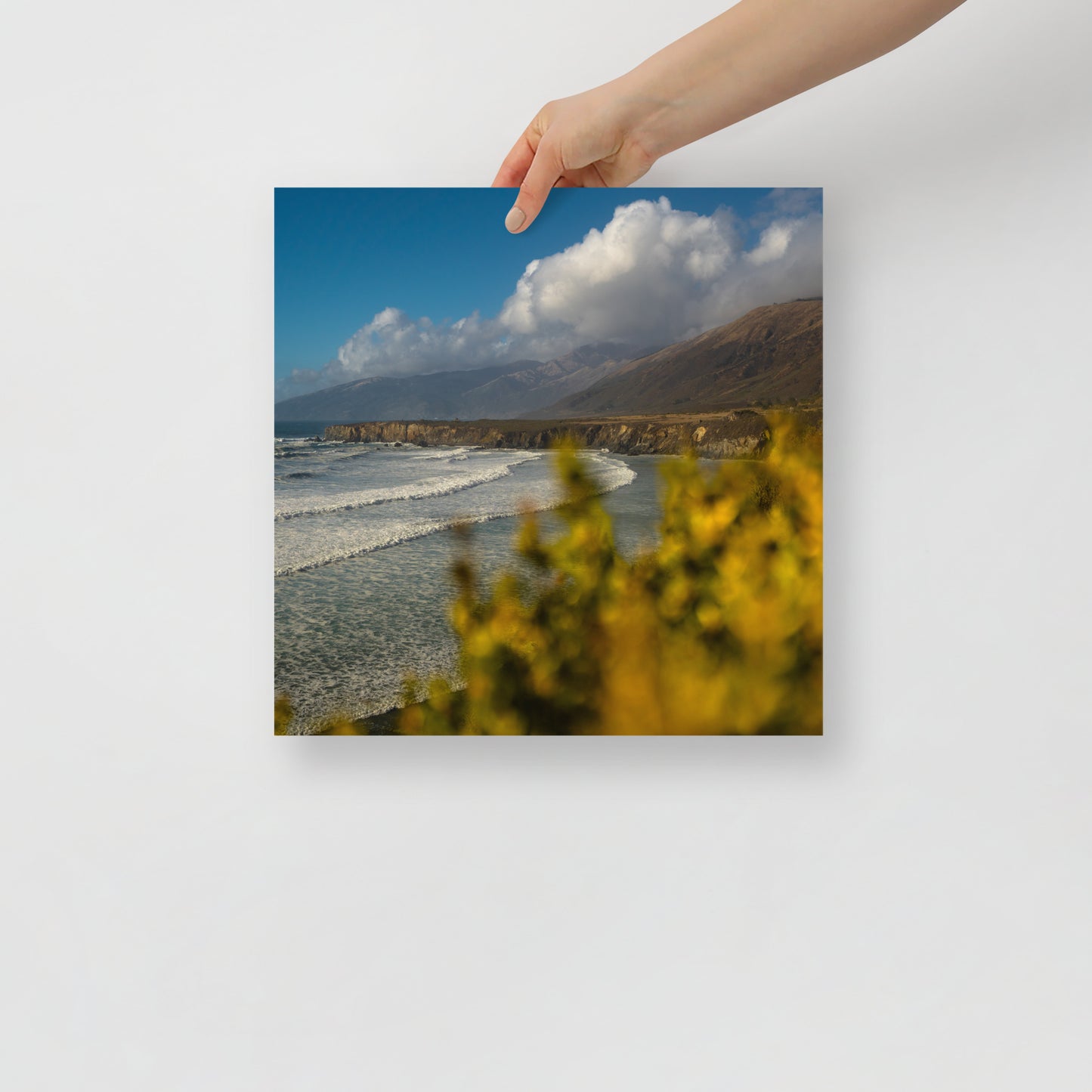 sand dollar beach print