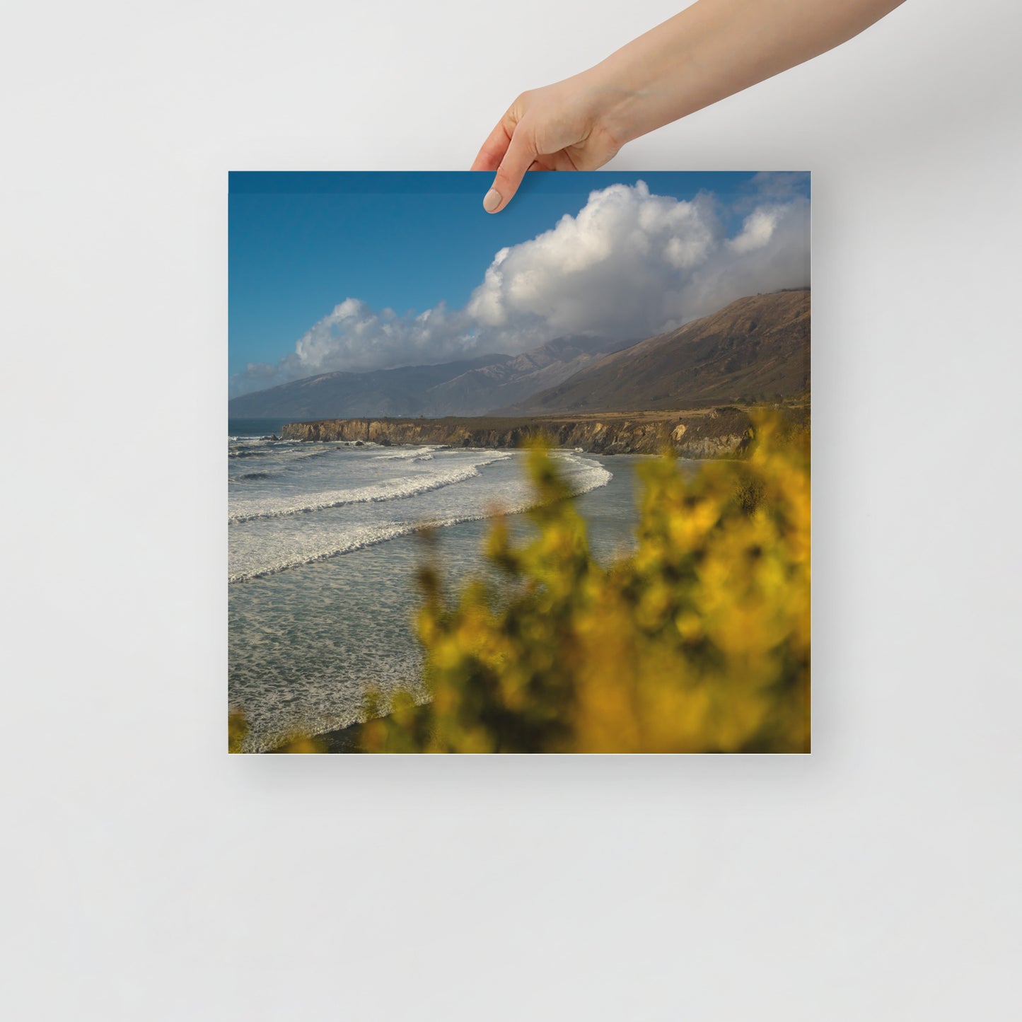 sand dollar beach print