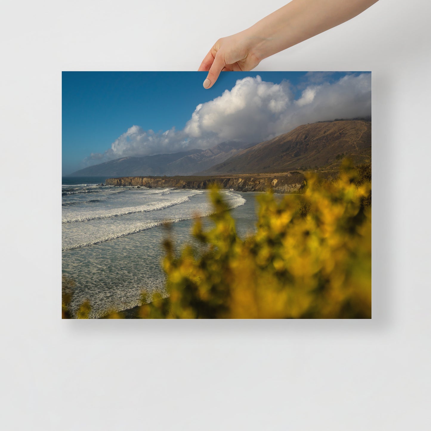 sand dollar beach print