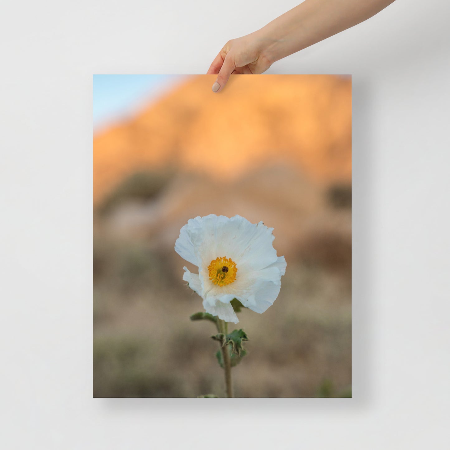desert poppy