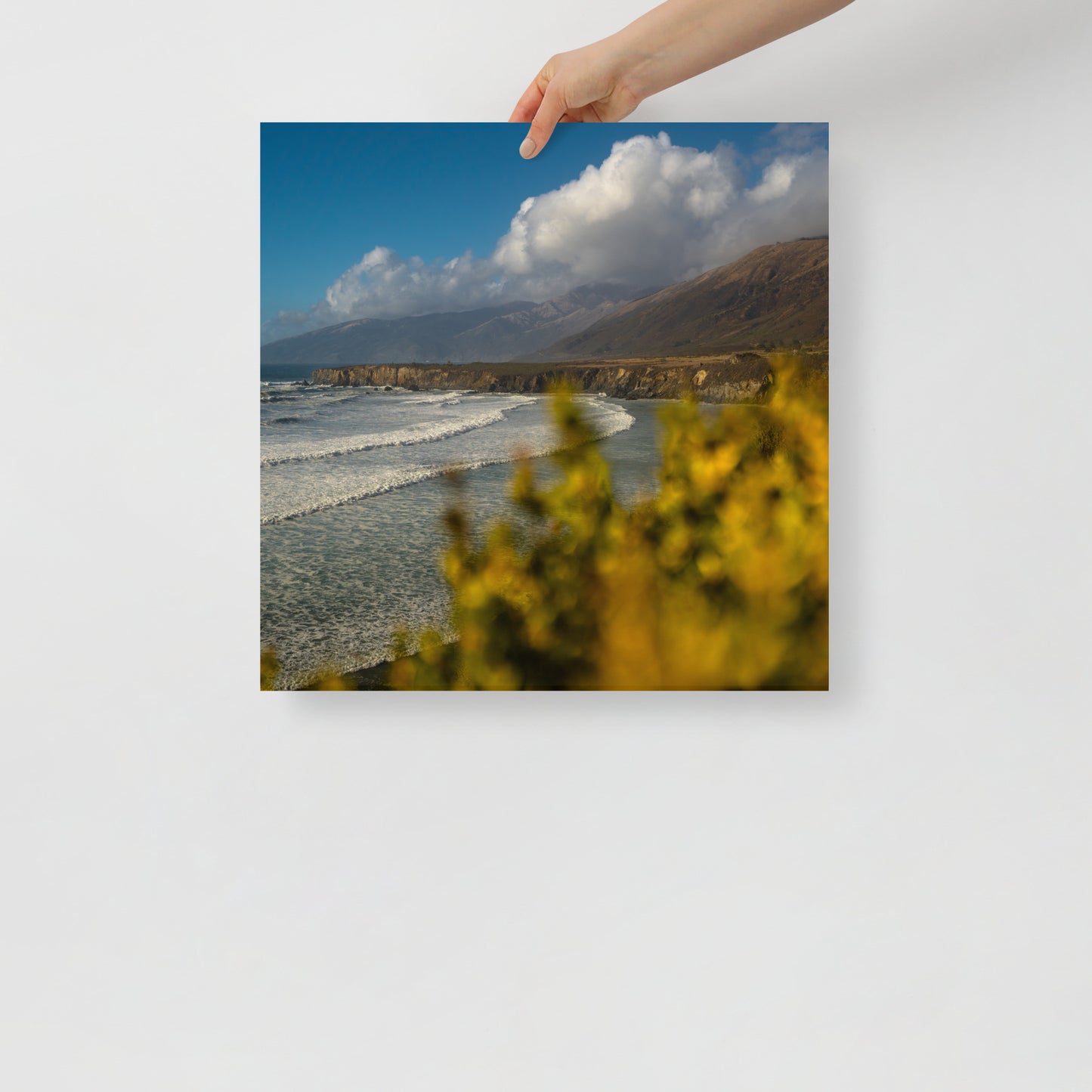 sand dollar beach print