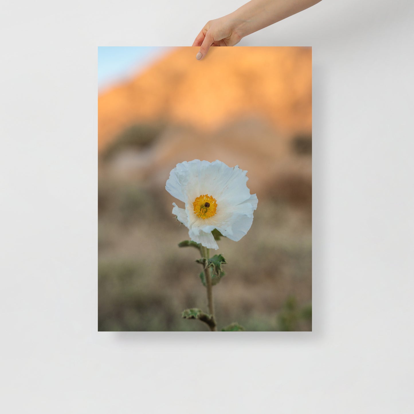 desert poppy