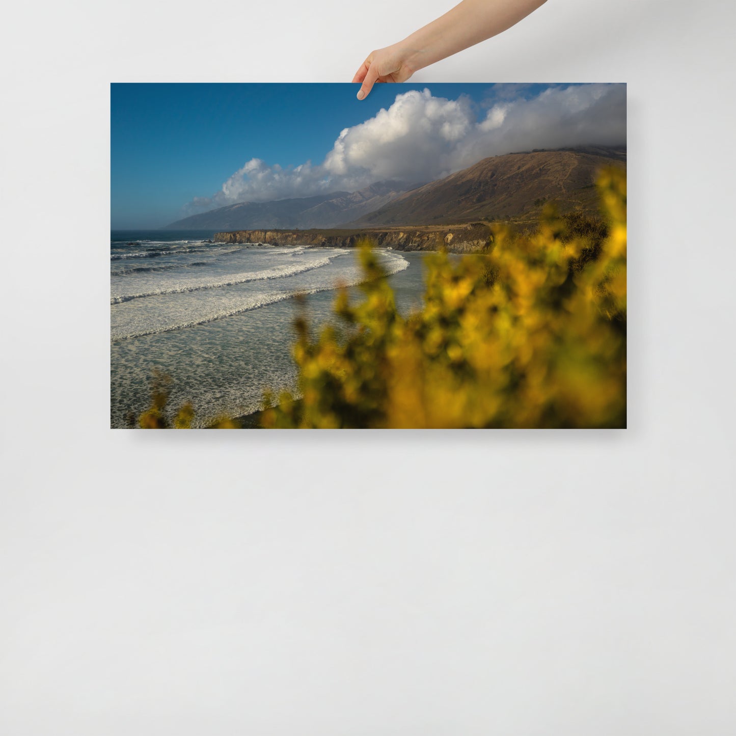 sand dollar beach print