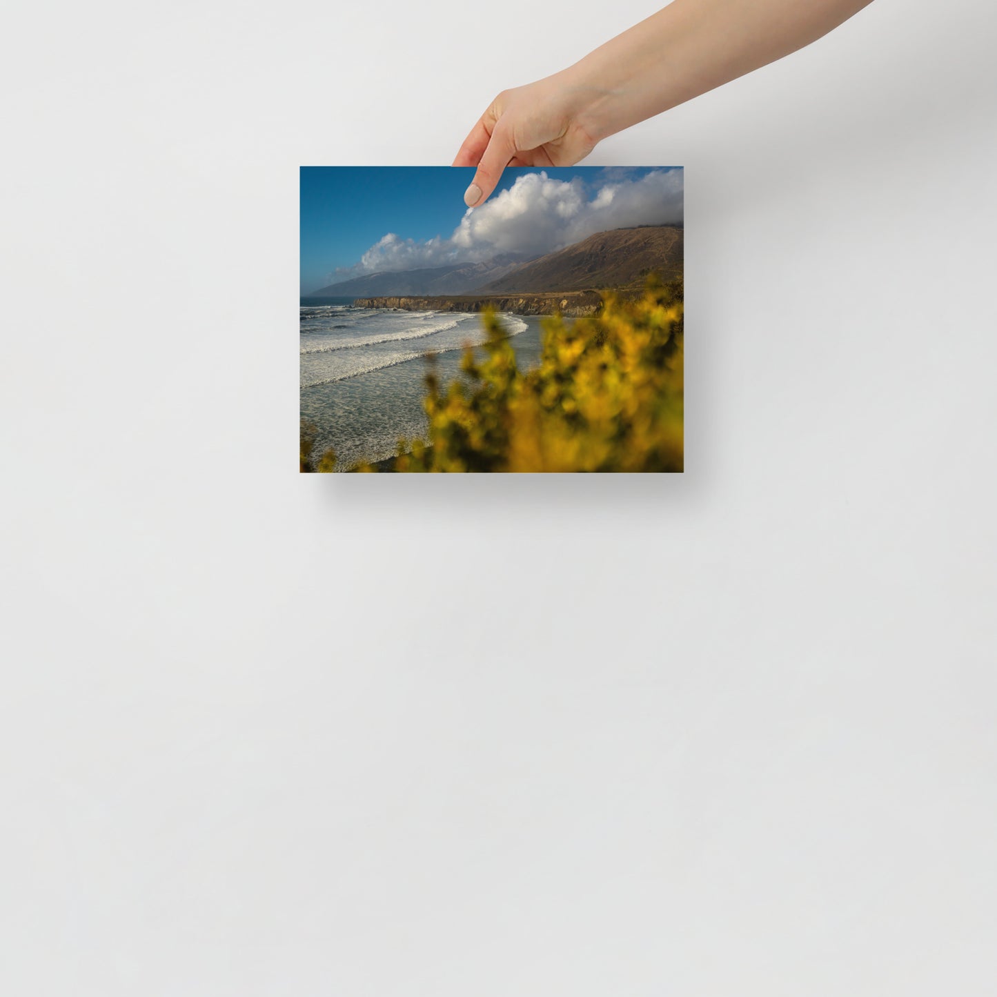 sand dollar beach print