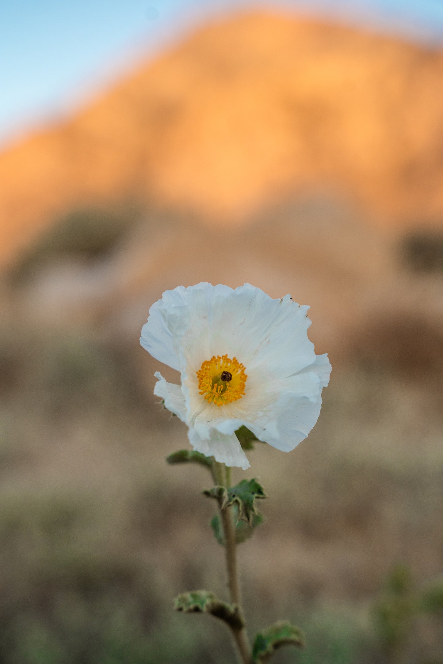 desert poppy