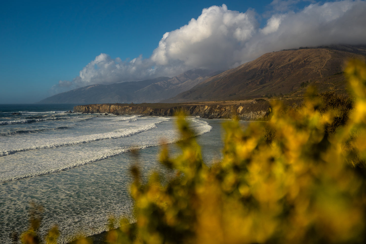 sand dollar beach print
