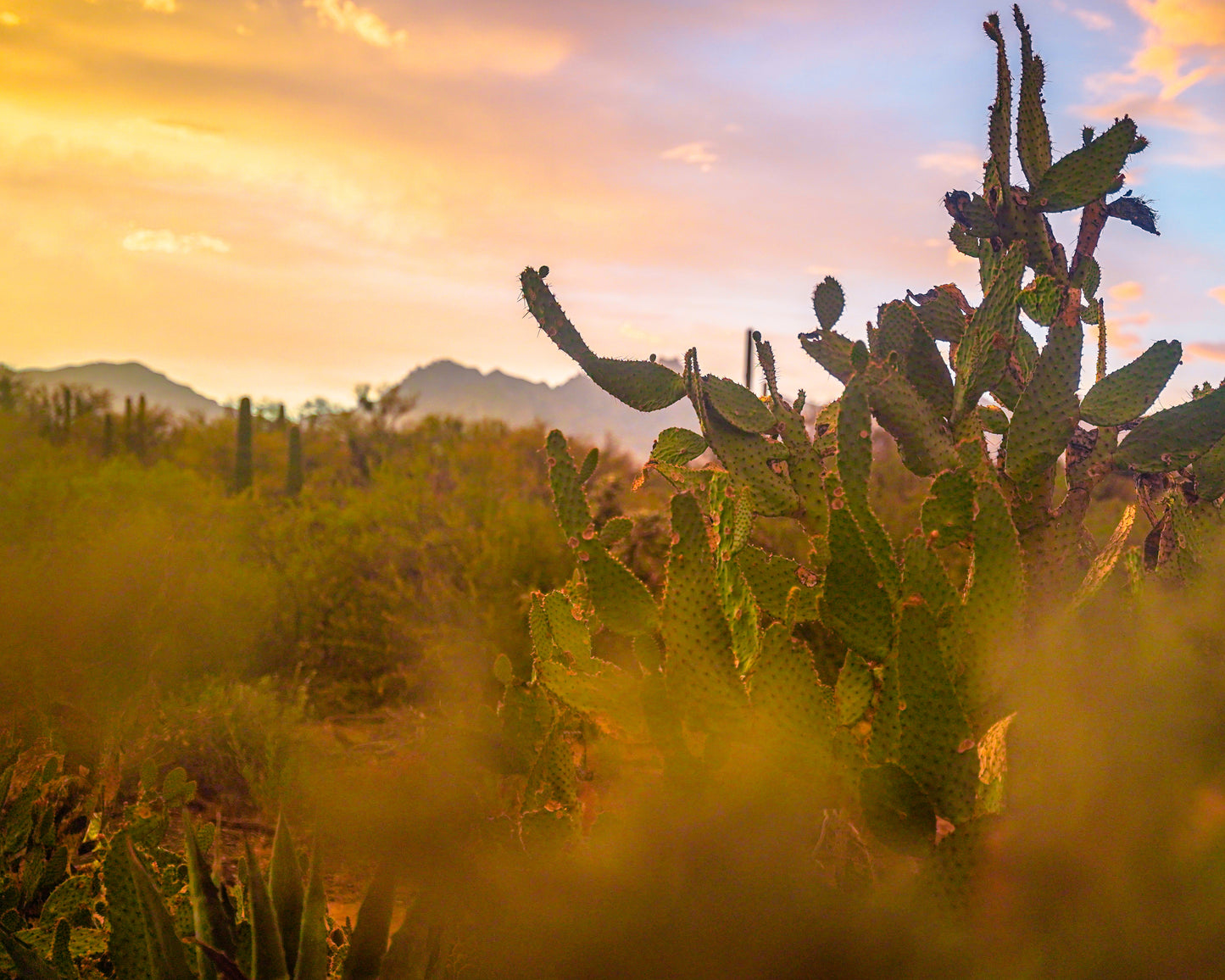 tucson sunset print