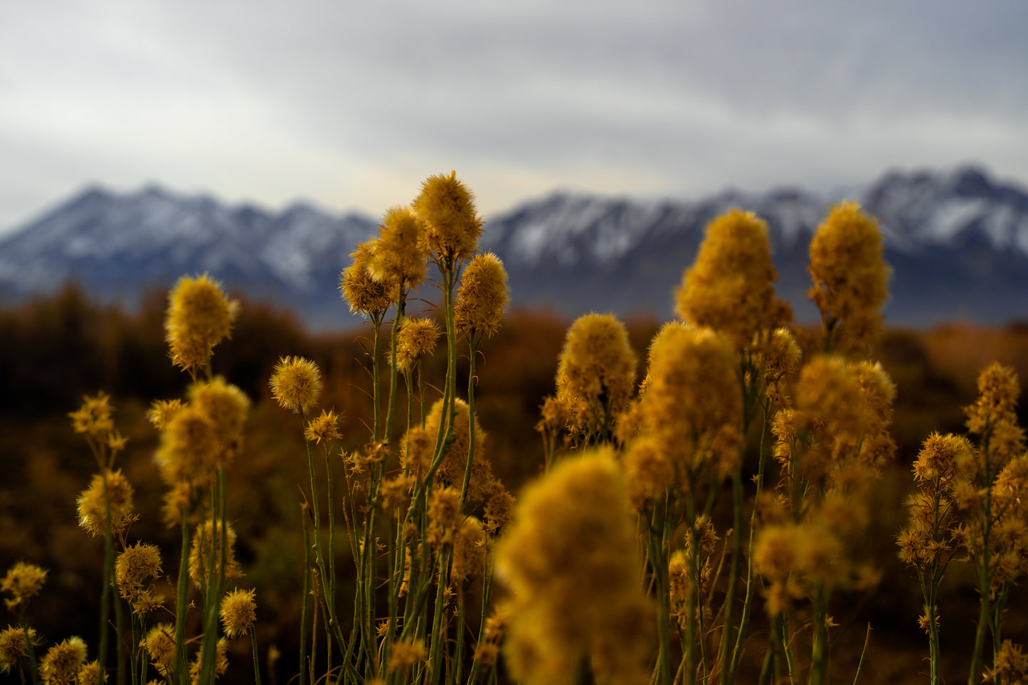 mammoth wildflowers