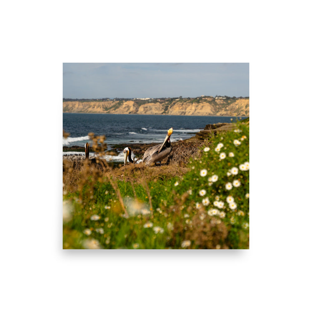 pelicans in la jolla