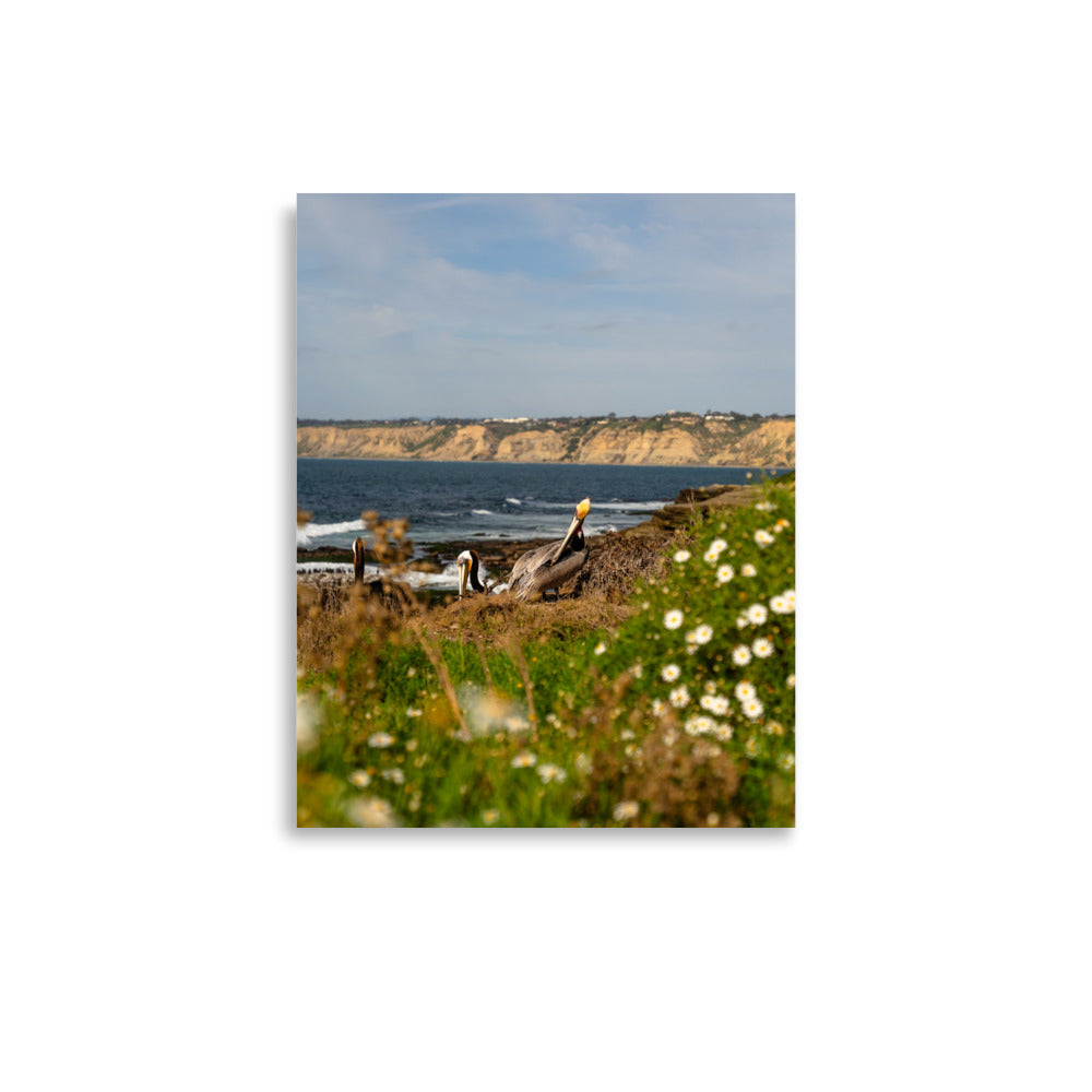 pelicans in la jolla