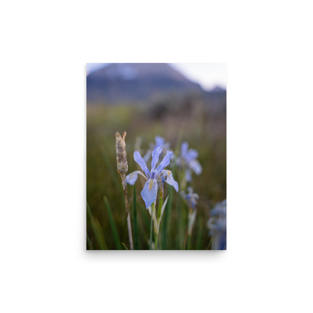 meadow iris