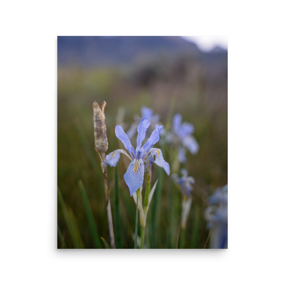 meadow iris