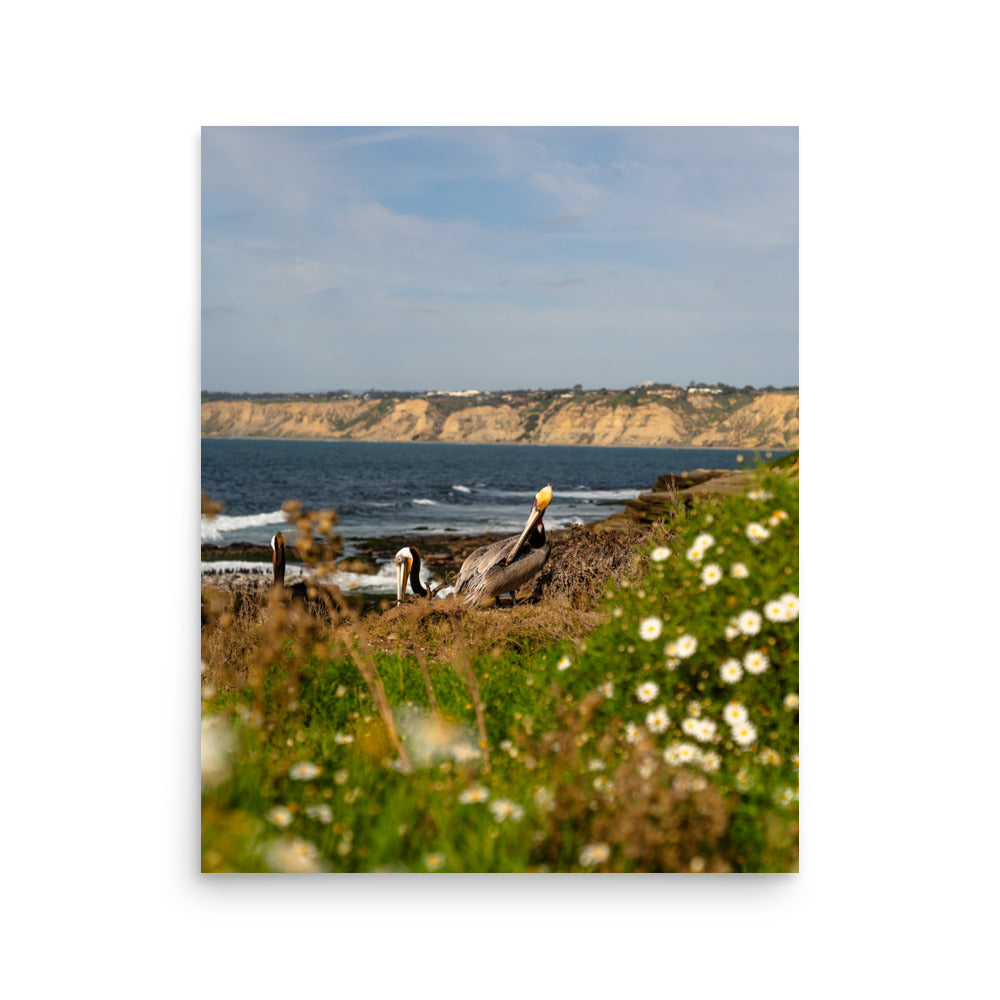 pelicans in la jolla