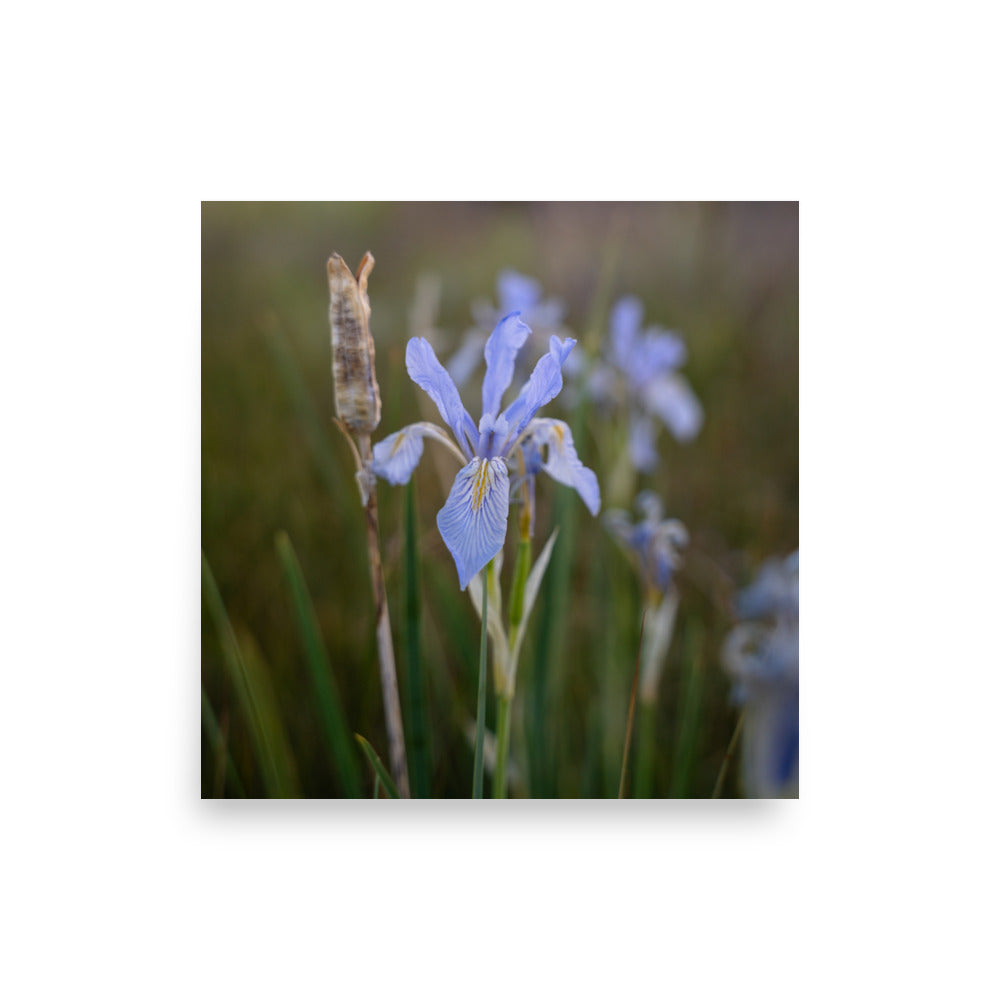 meadow iris