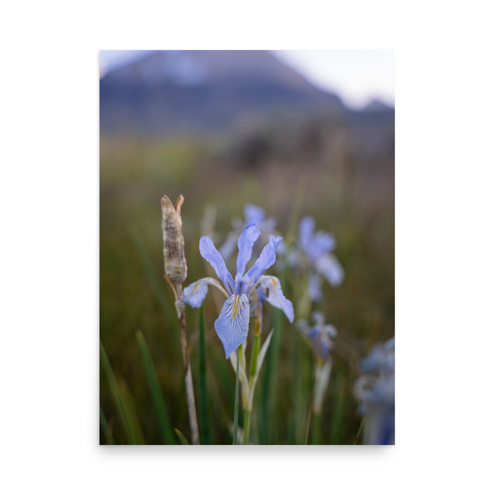 meadow iris