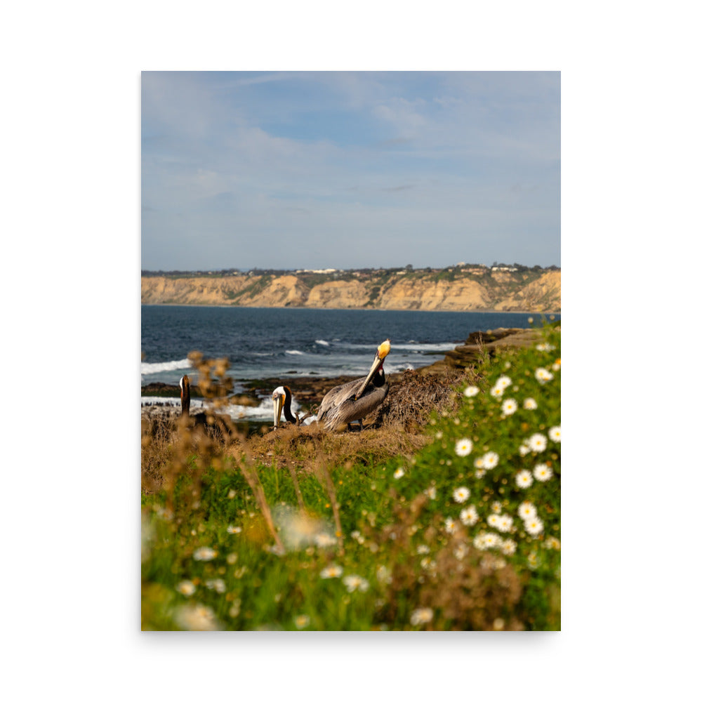 pelicans in la jolla