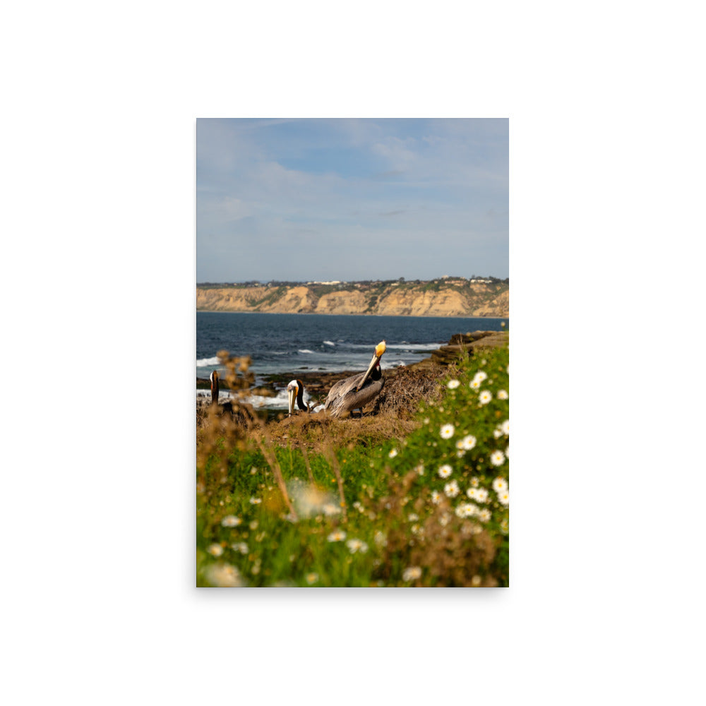 pelicans in la jolla