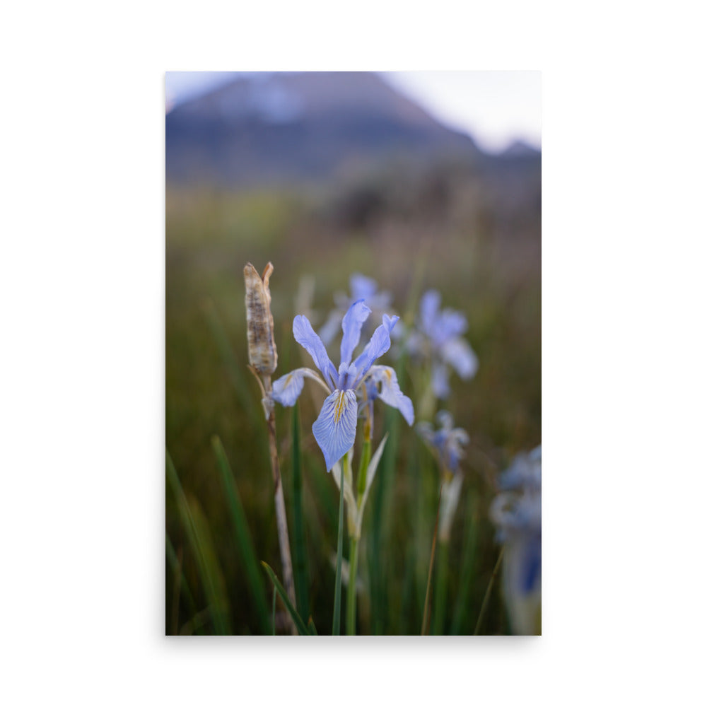 meadow iris