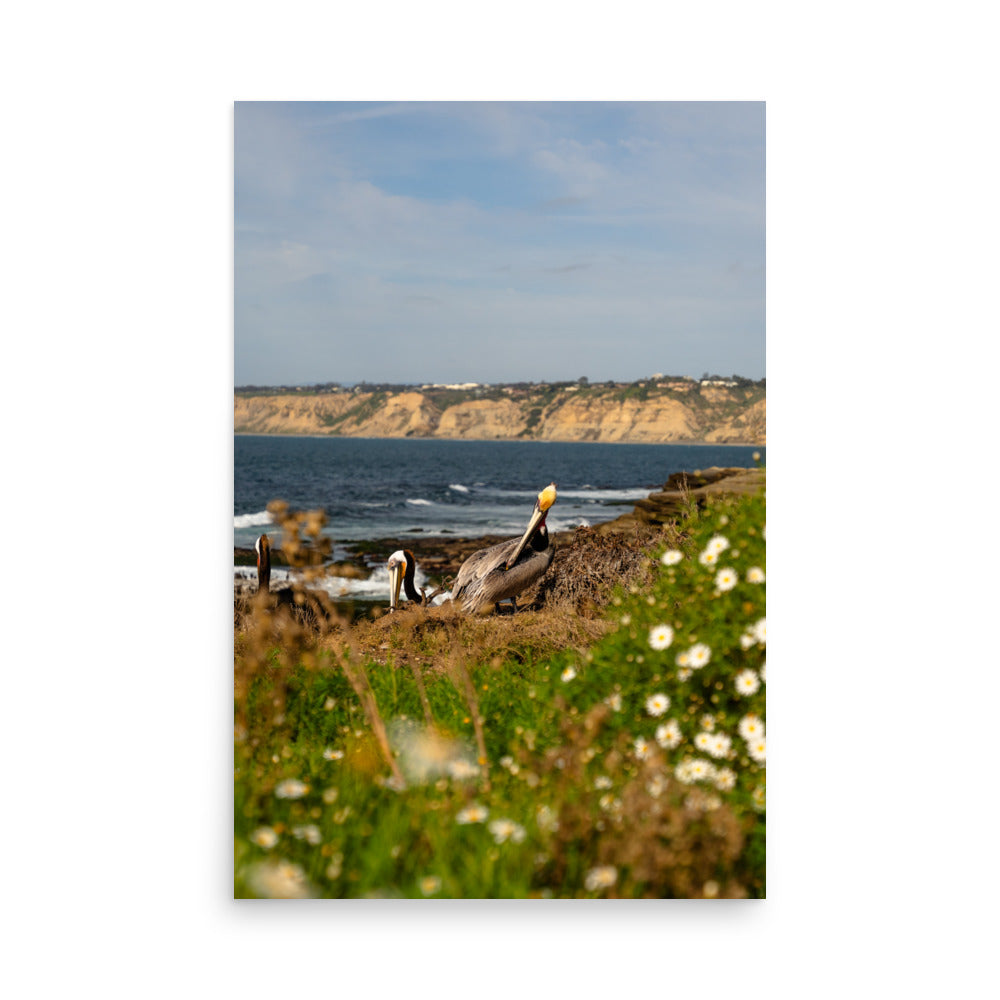 pelicans in la jolla