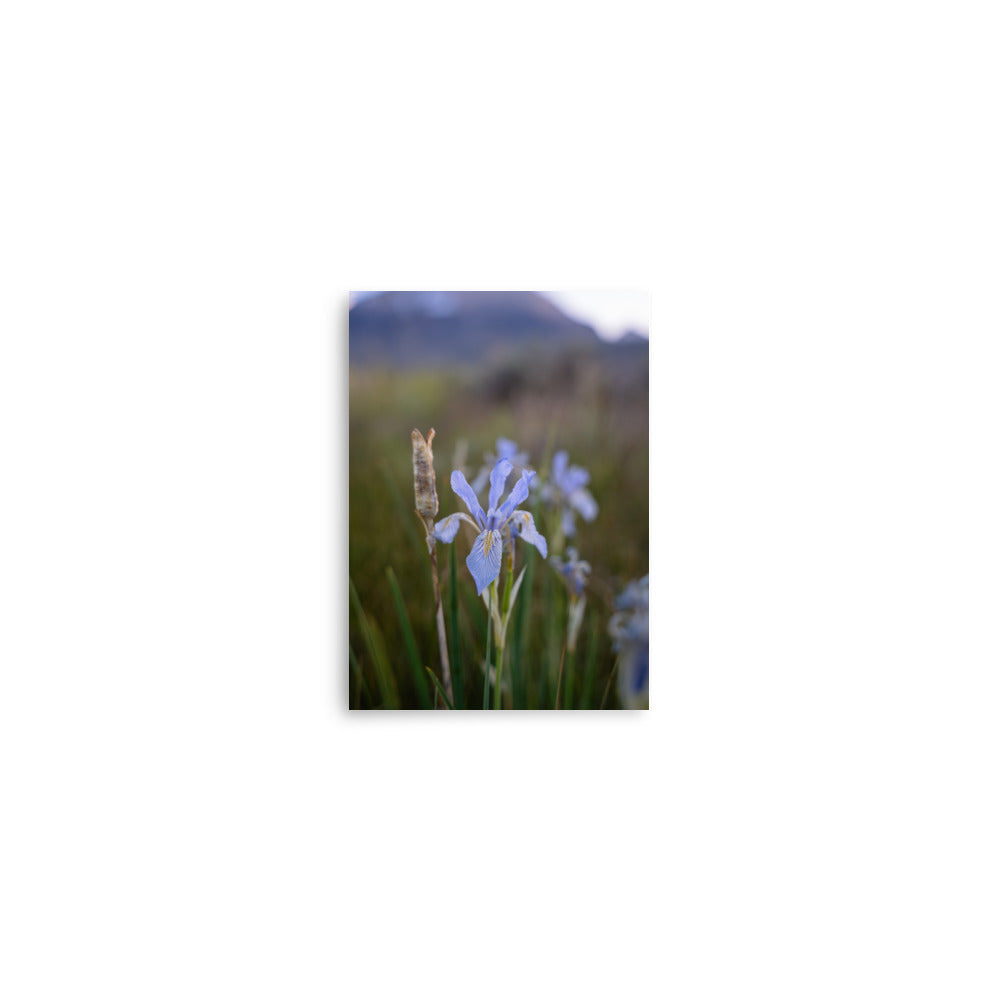 meadow iris