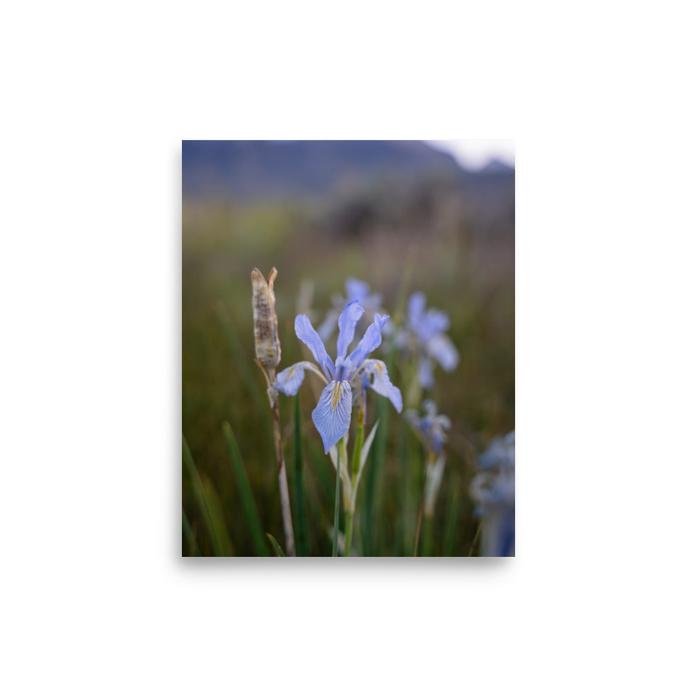 meadow iris