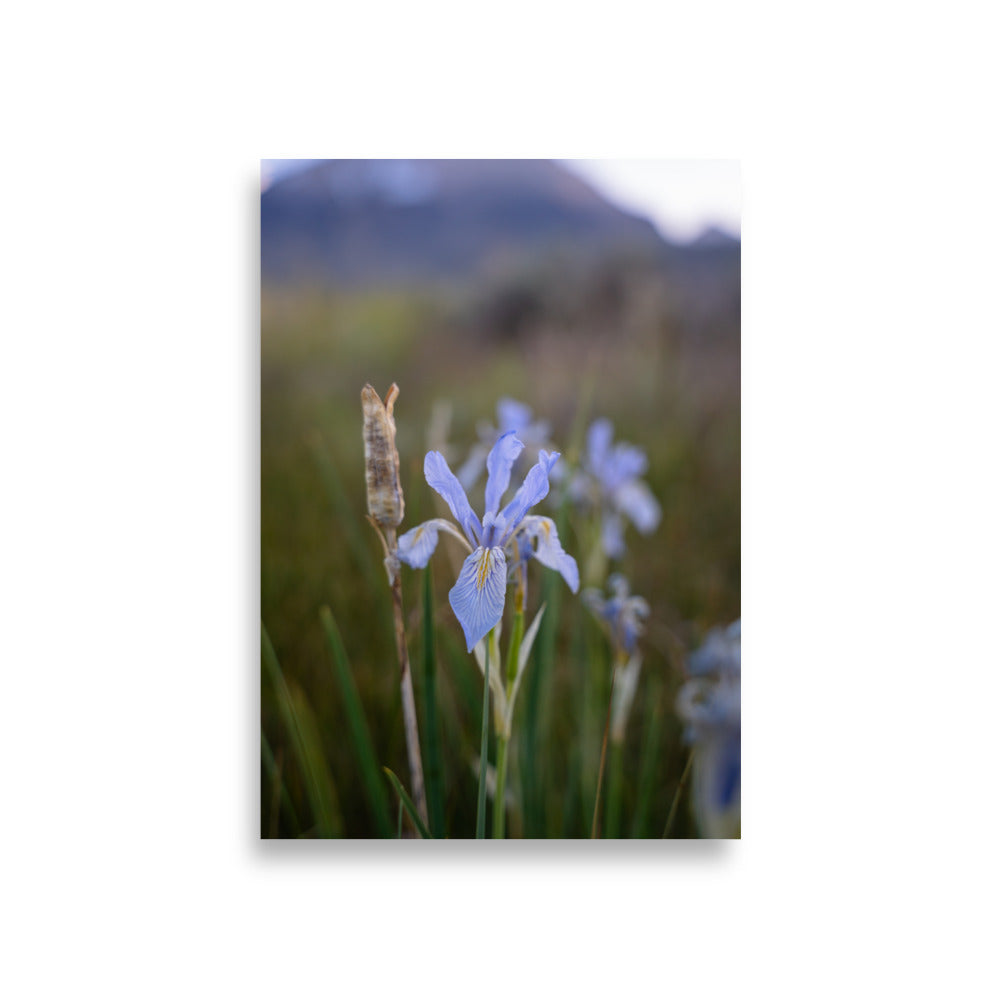 meadow iris