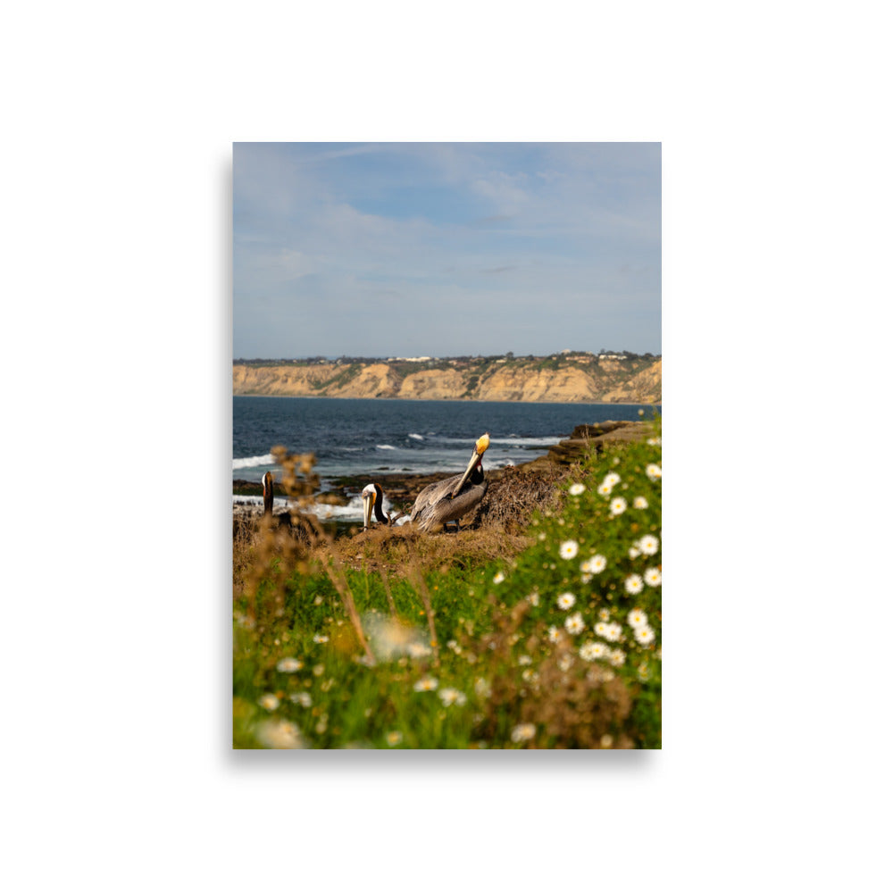 pelicans in la jolla