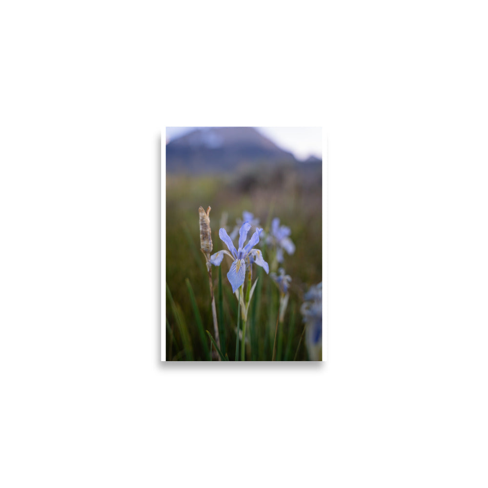 meadow iris