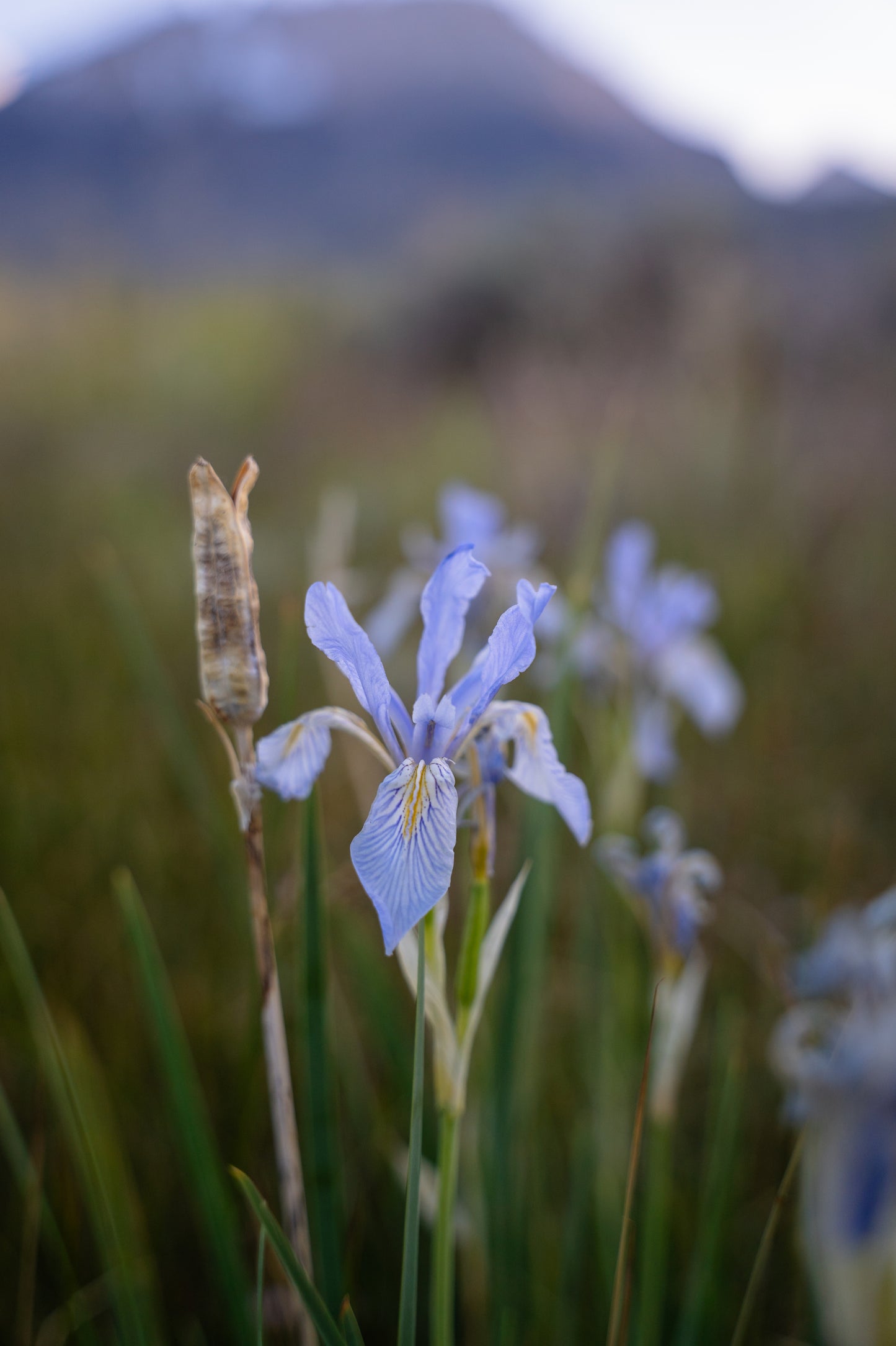 meadow iris