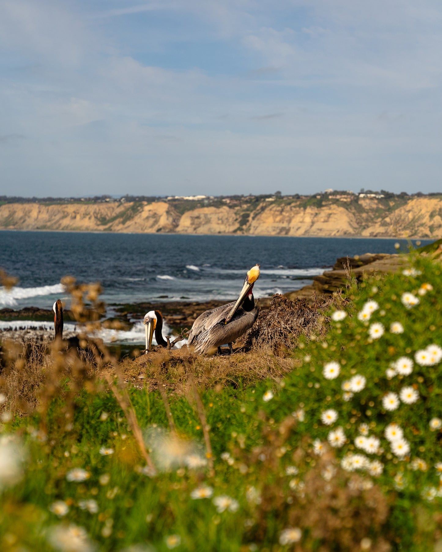 pelicans in la jolla