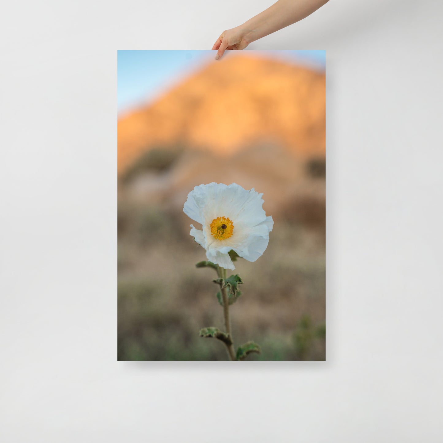 desert poppy print