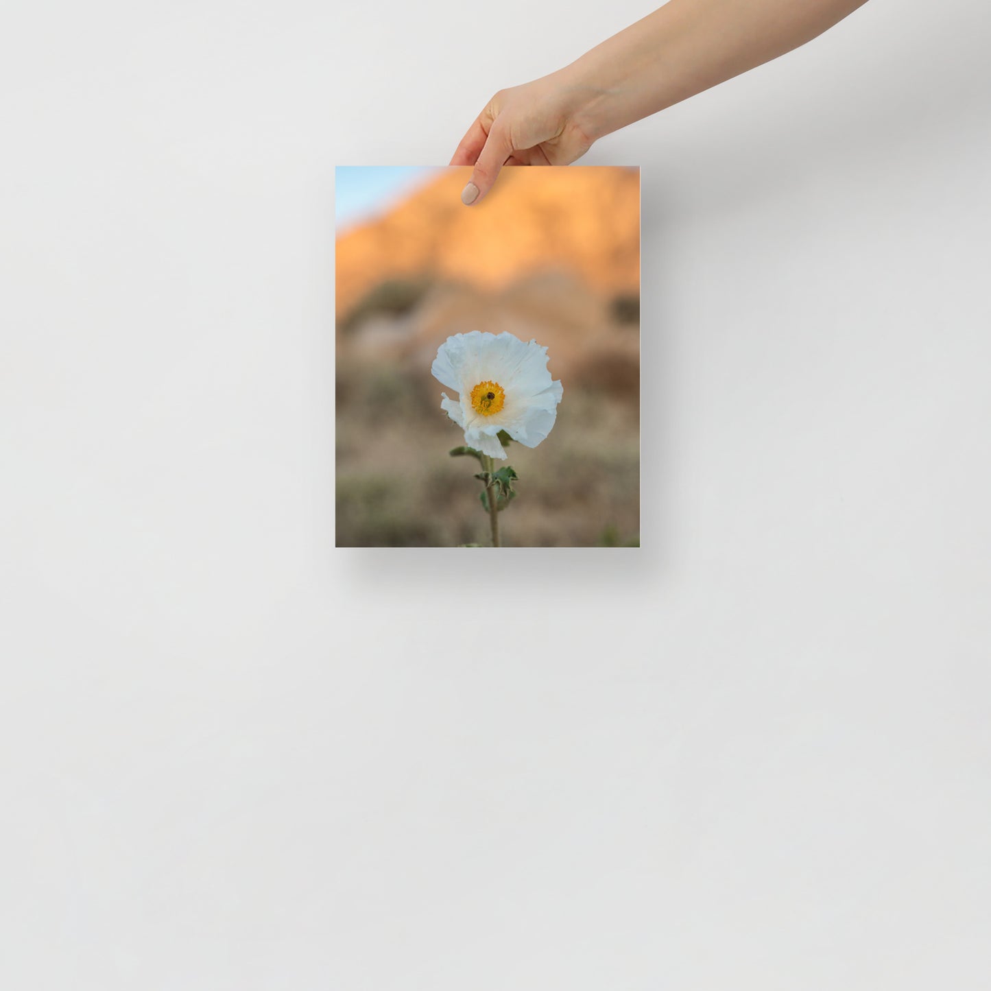 desert poppy print